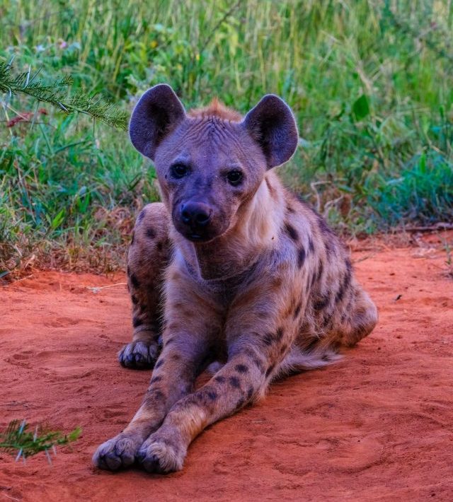 What Does Dreaming of Hyenas Mean?