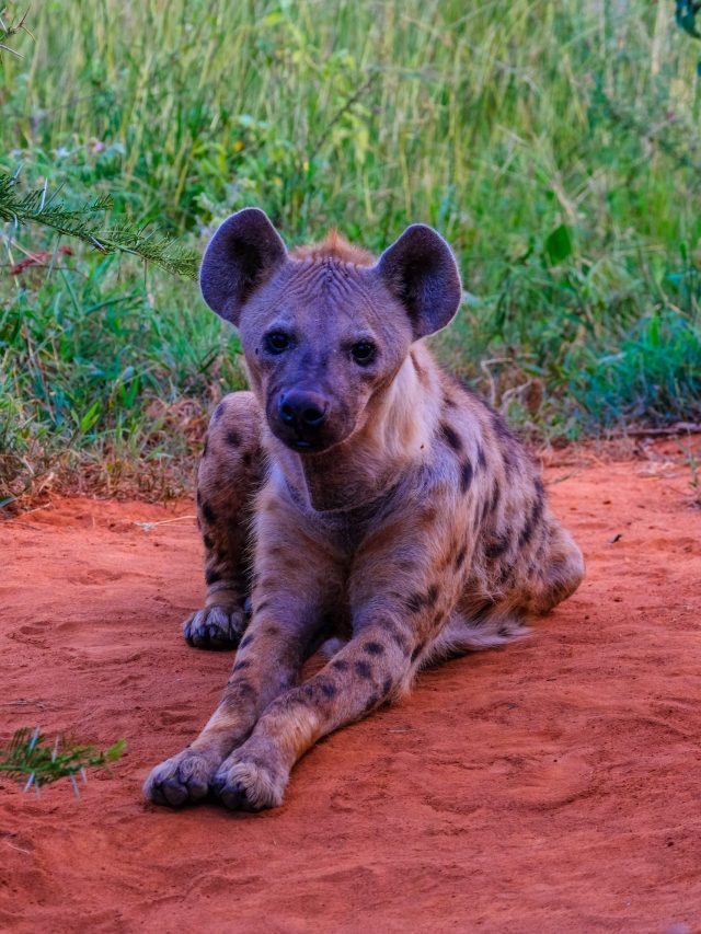 What Does Dreaming of Hyenas Mean?