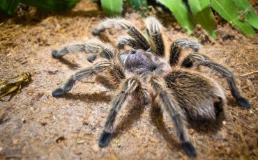 Dream About Killing A Tarantula – You Are On The Path Of Self-discovery
