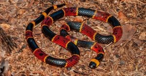 Dream of Coral Snake – 10 Types & Their Interpretations