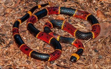Dream of Coral Snake – You Have Too Much Hatred Around You!
