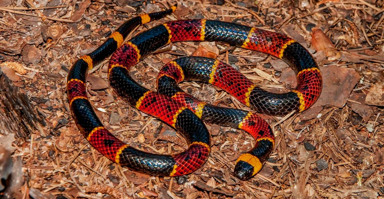 Dream of Coral Snake – You Have Too Much Hatred Around You!