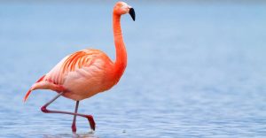 Flamingo Dream Meaning - You Know How To Strike a Balance in Life!