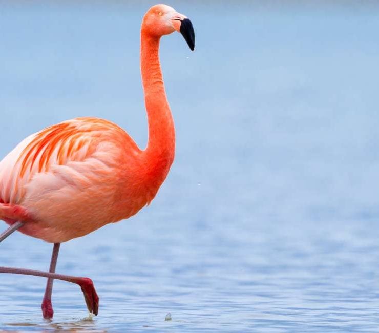 Flamingo Dream Meaning 26 Scenarios And Their Meanings