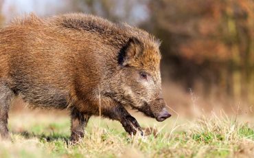 Wild Boar Attack Dream Meaning – Gear Up From Some New Challenges