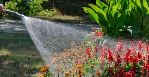 Dream of Watering Plants - 7 Types & Their Meanings
