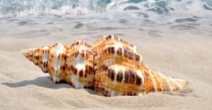 Dream of Conch Shell - Your Desire To Achieve Spiritual Perfection