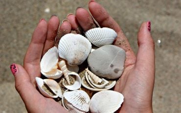 Collecting Seashells Dream Meaning - Want to Go Beachcombing