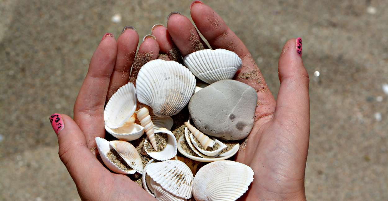 Collecting Seashells Dream Meaning - Want to Go Beachcombing