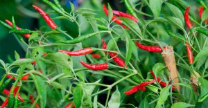 Dream of Chilli Plant – Does It Suggest That You Are Struggling with Something in Waking Life?