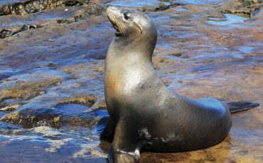 Dream of Sea Lion - Fawning over the cute creature