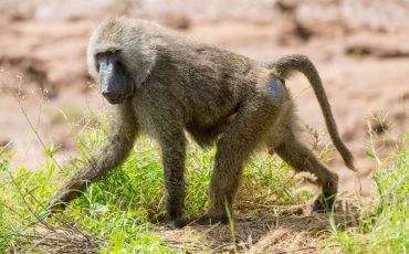 Dreaming of Baboons - Want to explore the wild