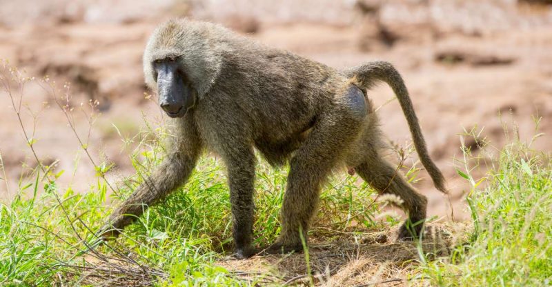 Dreaming of Baboons - Want to explore the wild?