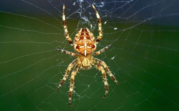 Dreaming of Spiders Spiritual Meaning – do the crawlers have some message for you