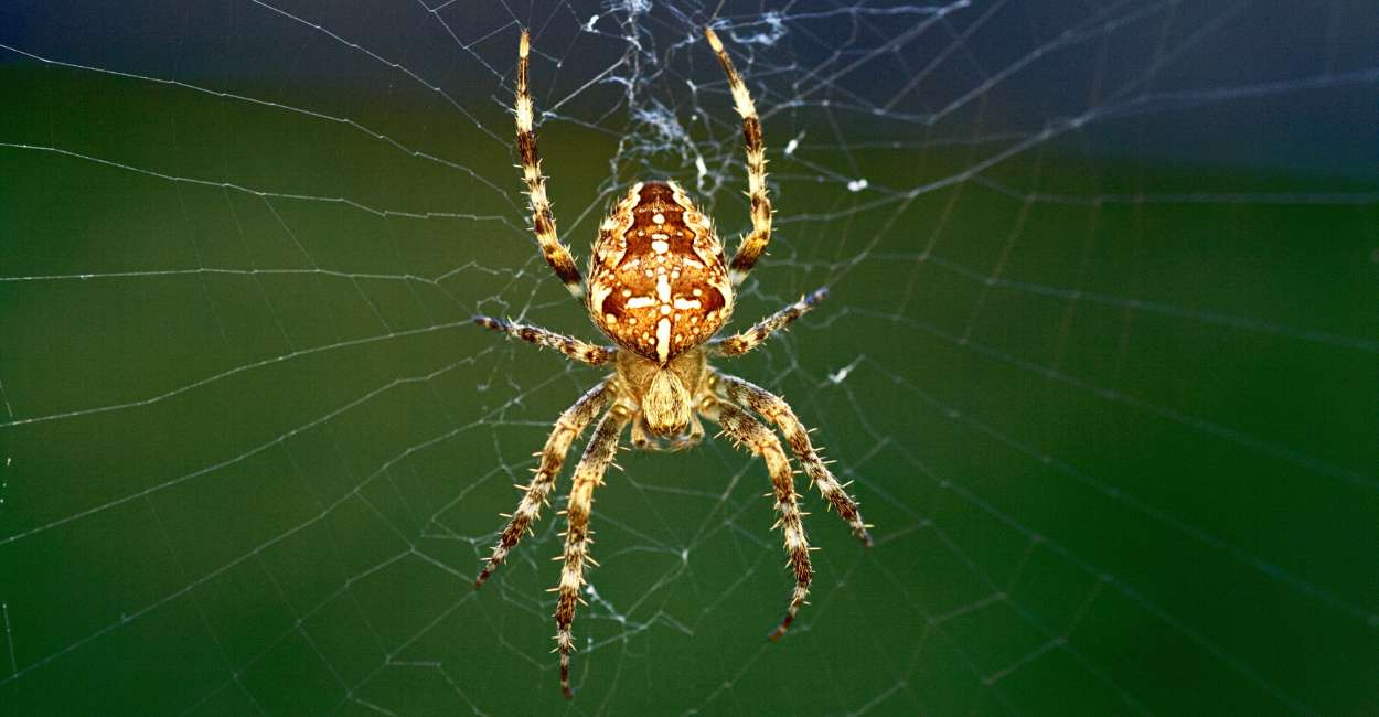 Dreaming of Spiders Spiritual Meaning – do the crawlers have some message for you