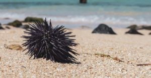 Sea Urchin Dream Meaning - Thinking about exploring the sea