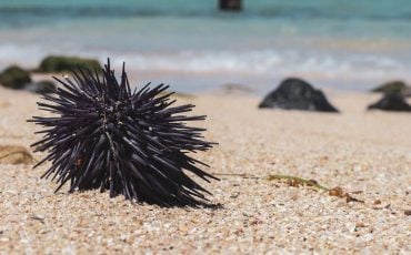 Sea Urchin Dream Meaning - Thinking about exploring the sea