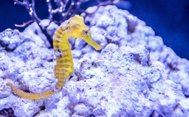 Seahorse Dream Meaning - Wanna dive deep in the sea