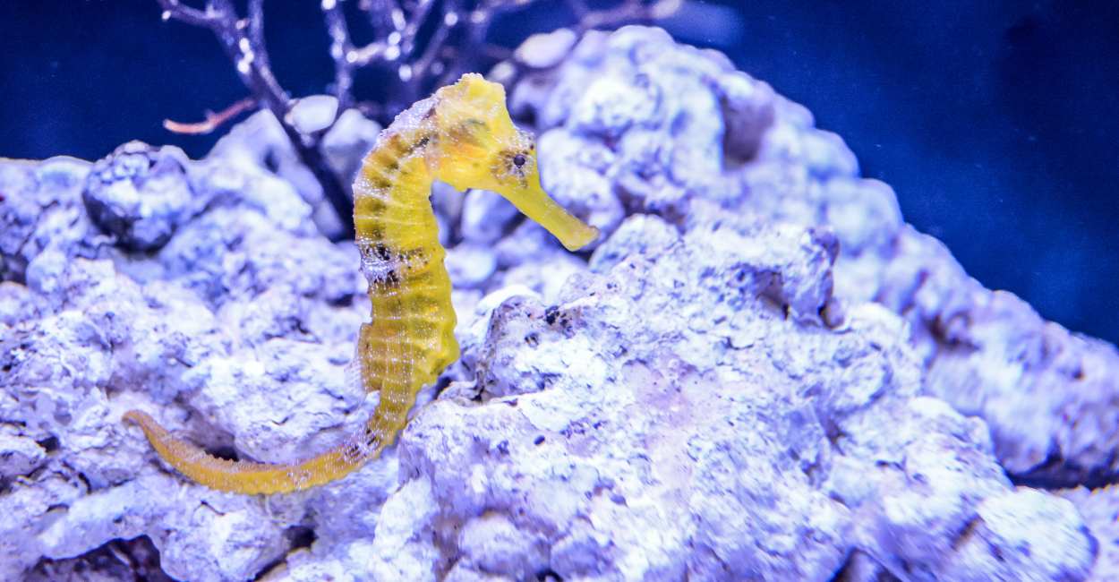 Seahorse Dream Meaning - Wanna dive deep in the sea