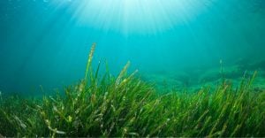 Seaweed Dream Meaning - Amazed by the underwater flora