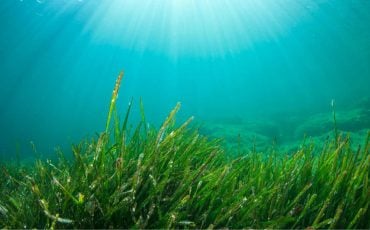 Seaweed Dream Meaning - Amazed by the underwater flora