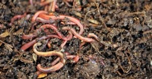Spiritual Meaning of Dreaming about Worms - Creeped out by the wiggly creature