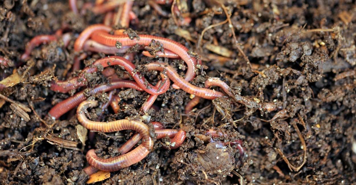 Spiritual Meaning of Dreaming about Worms - Creeped out by the wiggly creature