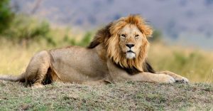 Spiritual Meaning of Lions in Dreams - Mesmerized by the big cat