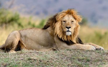 Spiritual Meaning of Lions in Dreams - Mesmerized by the big cat