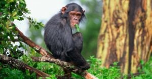Spiritual Meaning of Monkey in Dream – Reminiscing about your ancestors