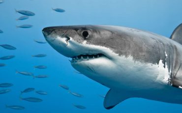 Spiritual Meaning of Shark in Dream – Scared of being bitten off