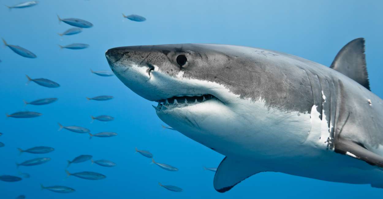 Spiritual Meaning of Shark in Dream – Scared of being bitten off
