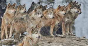 Spiritual Meaning of Wolves in Dreams – Are the howls disturbing your sleep