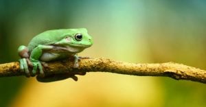 Spiritual Meaning of the Frog in a Dream – Is the croaking not letting you sleep