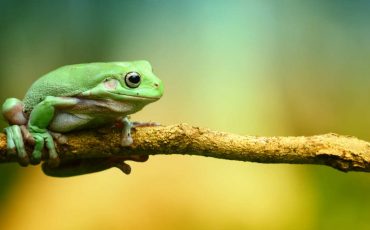 Spiritual Meaning of the Frog in a Dream – Is the croaking not letting you sleep