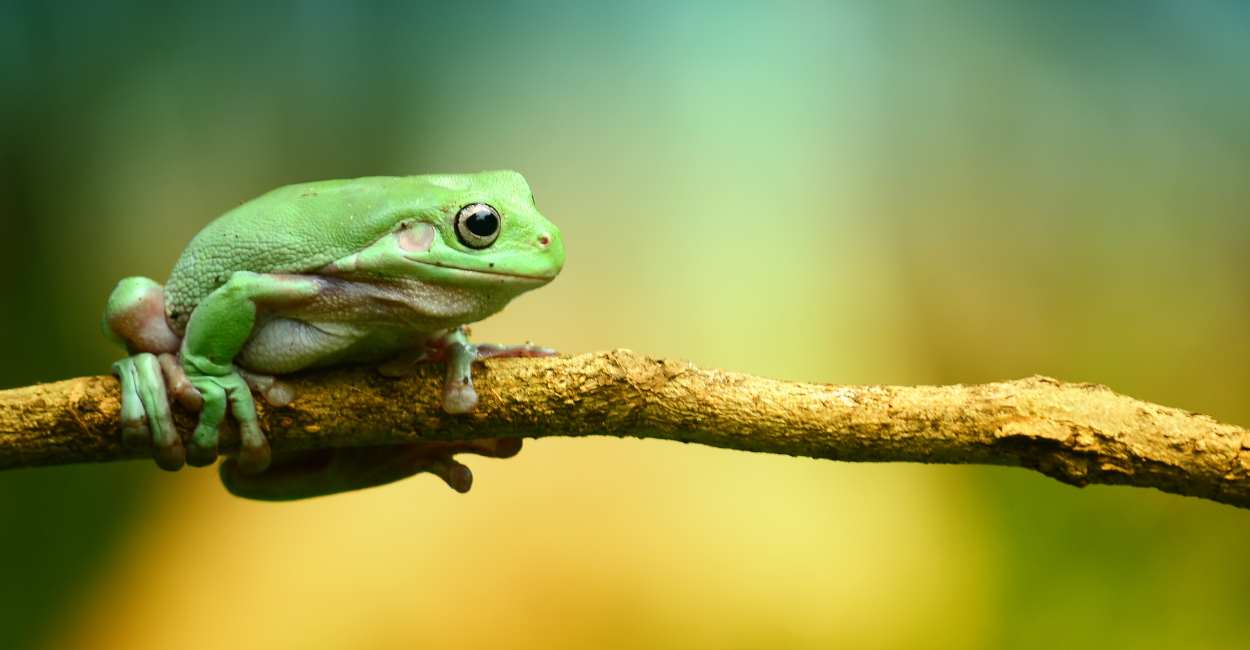 Spiritual Meaning of the Frog in a Dream – Is the croaking not letting you sleep