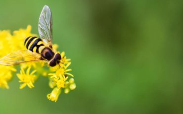 Dream of Bee Buzzing in Ear – Is Someone Constantly Nagging You