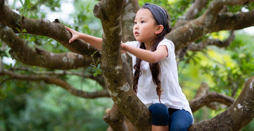 Dream of Climbing a Tree Want to Be an Arborist?