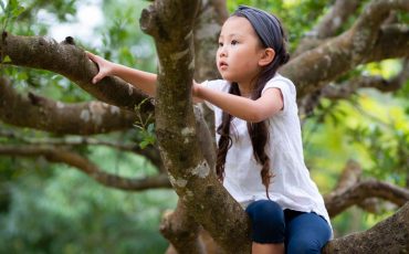 Dream of Climbing a Tree - Want to Be an Arborist