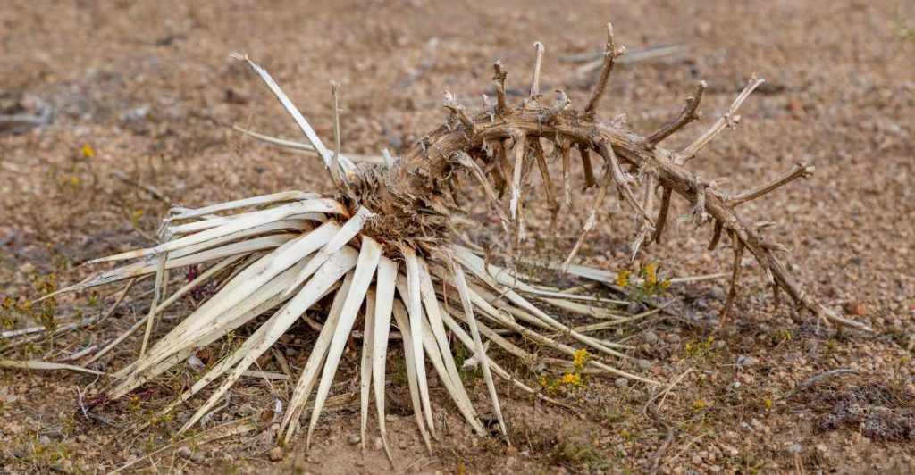 Dream of Dead Plants Is It