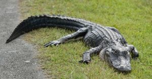 Spiritual Meaning of Alligators in Dreams - Is a Negative Force Present in Your Life