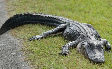 Spiritual Meaning of Alligators in Dreams - Is a Negative Force Present in Your Life