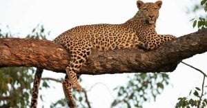 Spiritual Meaning of Leopard in a Dream – Danger is knocking!