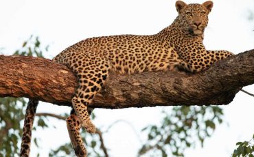 Spiritual Meaning of Leopard in a Dream – Danger is knocking!
