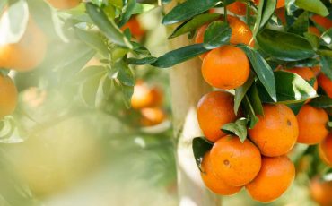 Spiritual Meaning of Oranges in a Dream - Planning to Get Some Vitamins