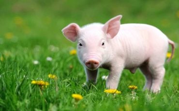 Spiritual Meaning of Seeing Pig in the Dream - Are you afraid of gaining weight 