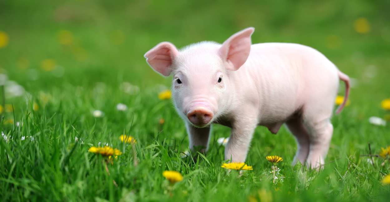 Spiritual Meaning of Seeing Pig in the Dream - Are you afraid of gaining weight 