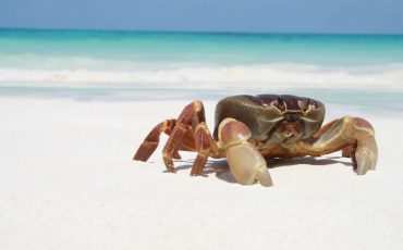 Spiritual Meaning of a Crab in a Dream - Are You Craving Seafood