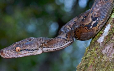 Spiritual Meaning of a Python in a Dream - Is someone about to betray you