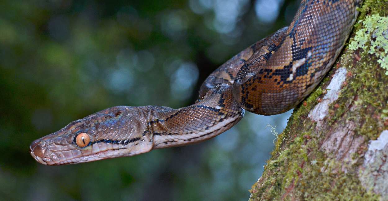 Spiritual Meaning of a Python in a Dream - Is someone about to betray you